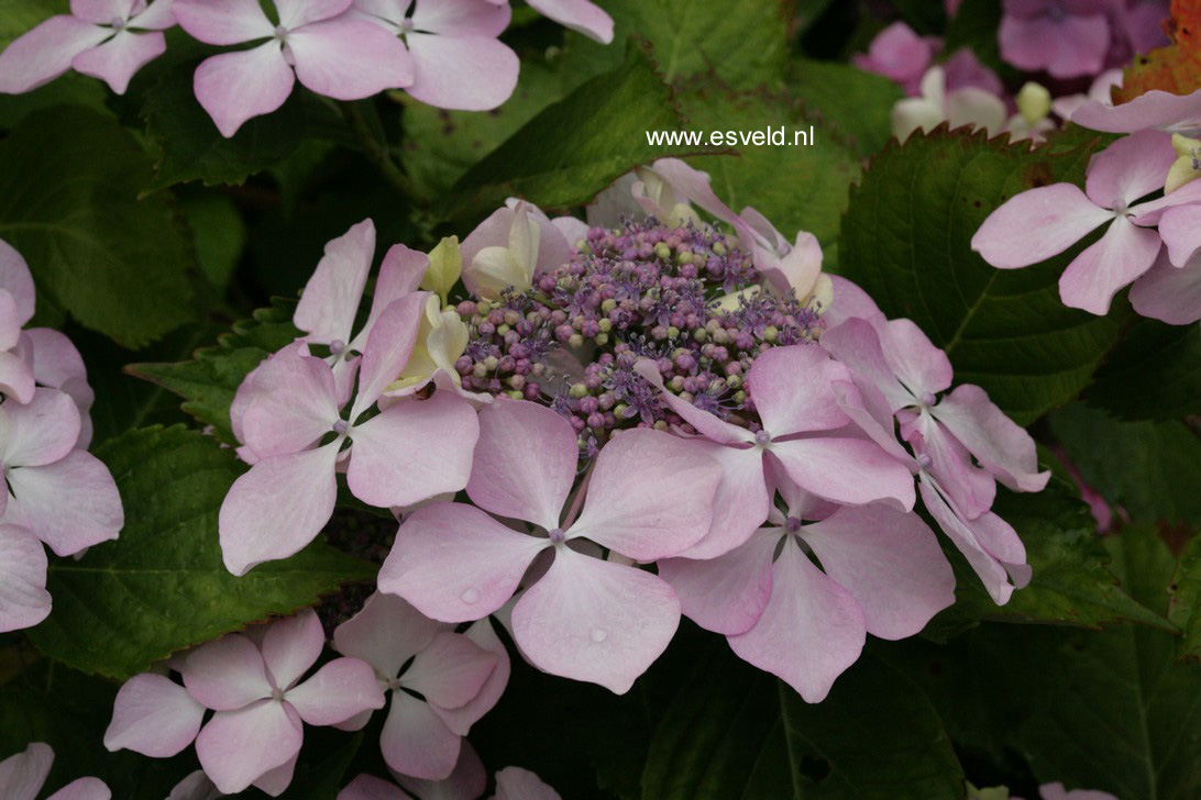 Hydrangea macrophylla 'Great Other'