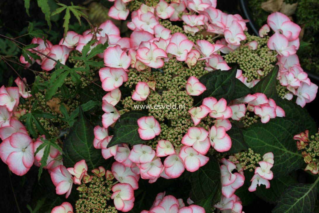 Hydrangea macrophylla 'HBACHAR' (CHARME)