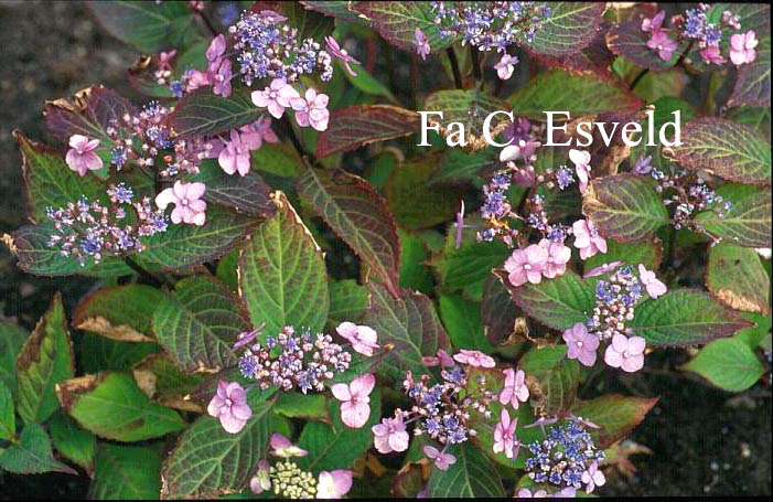 Hydrangea macrophylla 'Hallasou'