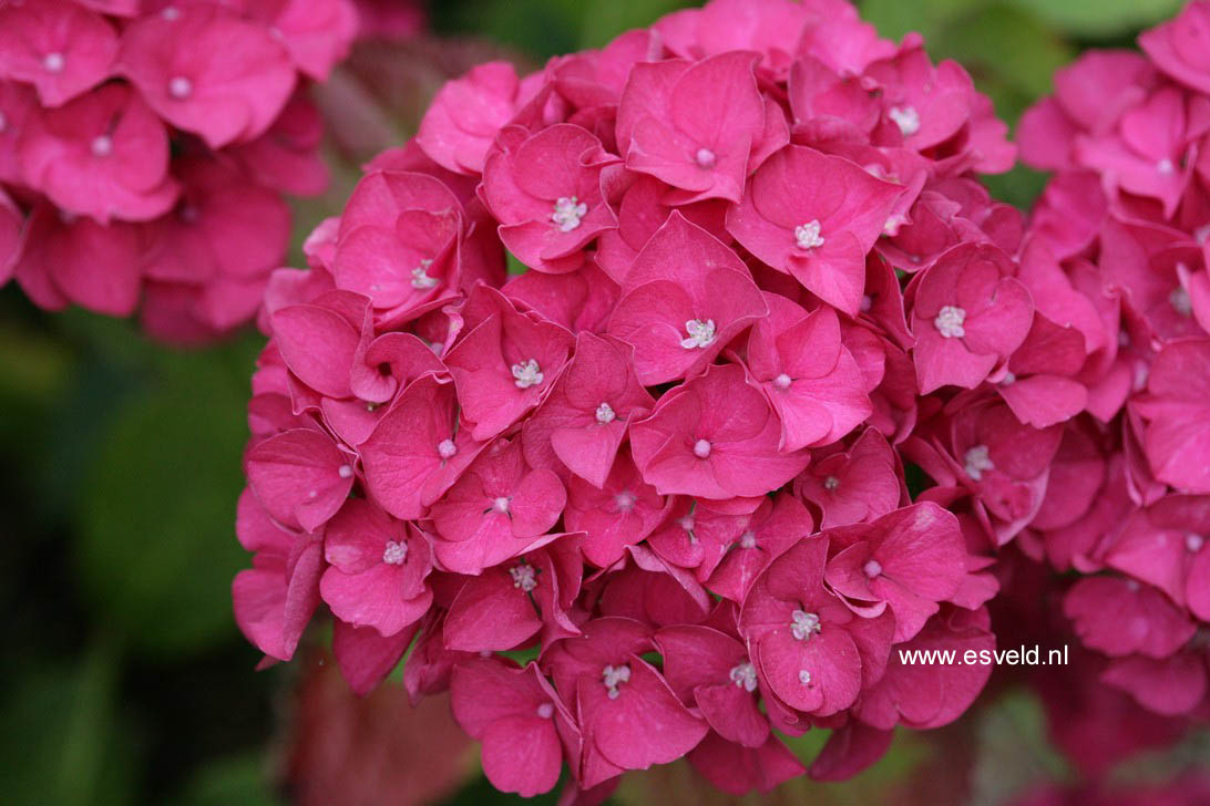 Hydrangea macrophylla 'Harry's Red'