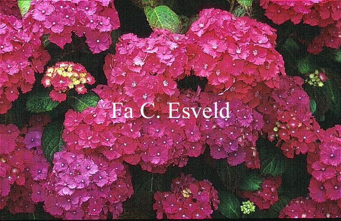 Picture and description of Hydrangea macrophylla Hatfield