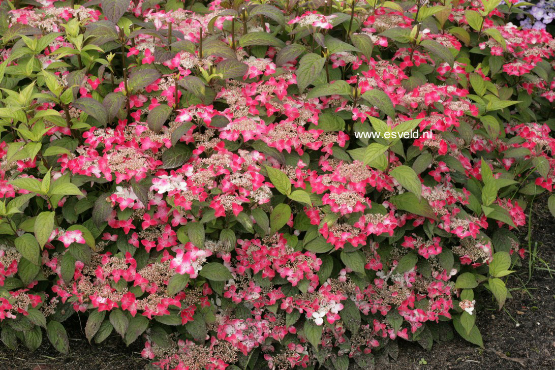 Hydrangea macrophylla 'Hatsu shime'