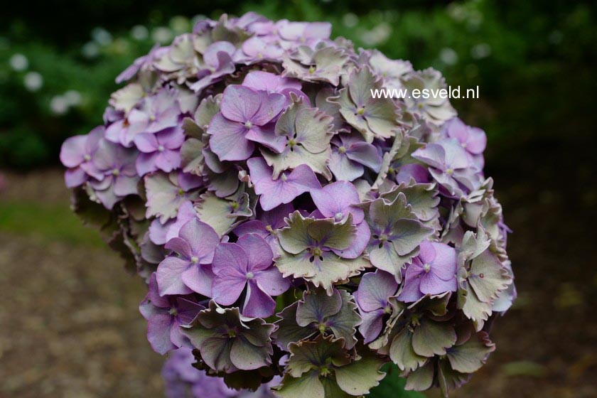 Hydrangea macrophylla 'Heinrich Seidel'
