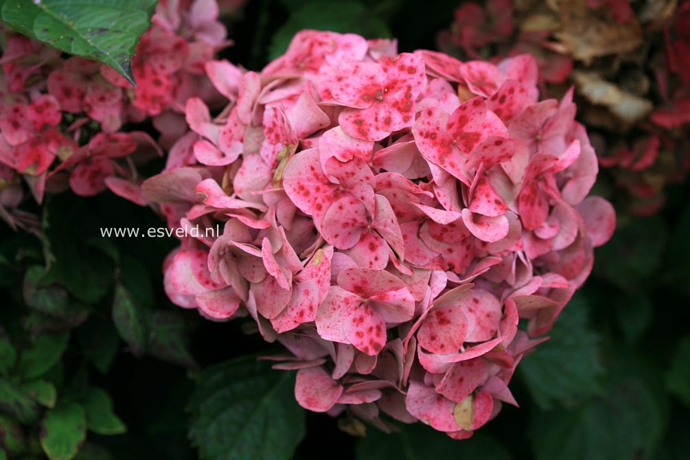 Hydrangea macrophylla 'Hermann Dienemann'