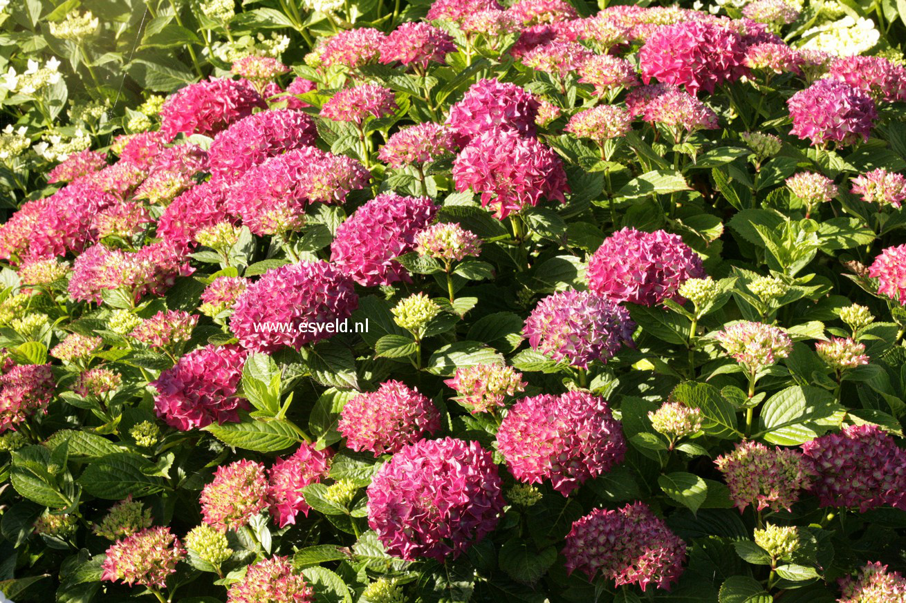 Hydrangea macrophylla 'Hobergine' (HOVARIA)