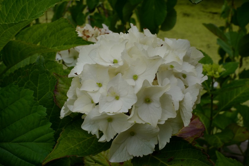 Hydrangea macrophylla 'Hokomano' (MAGICAL NOBLESSE)