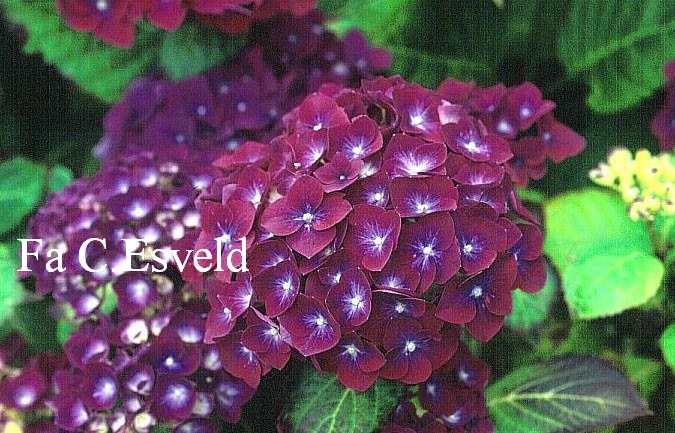 Hydrangea macrophylla 'Holehird Purple'