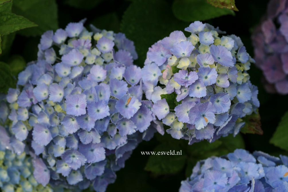 Hydrangea macrophylla 'Homigo' (HOVARIA)