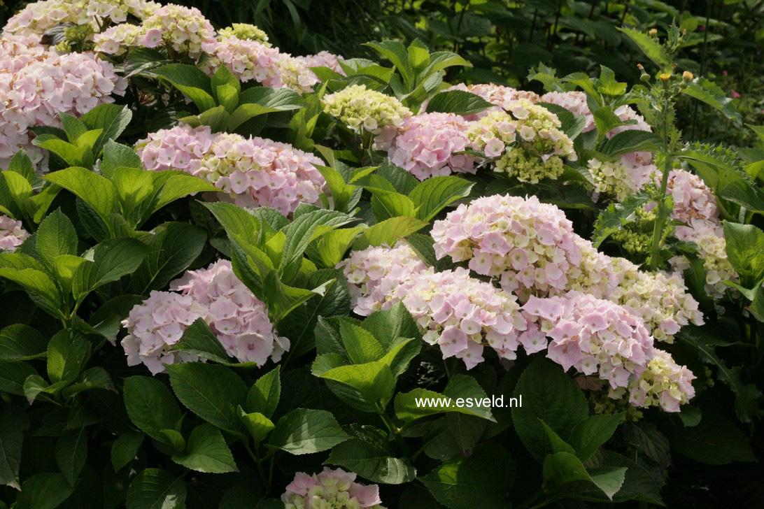 Hydrangea macrophylla 'Hopaline' (HOVARIA)