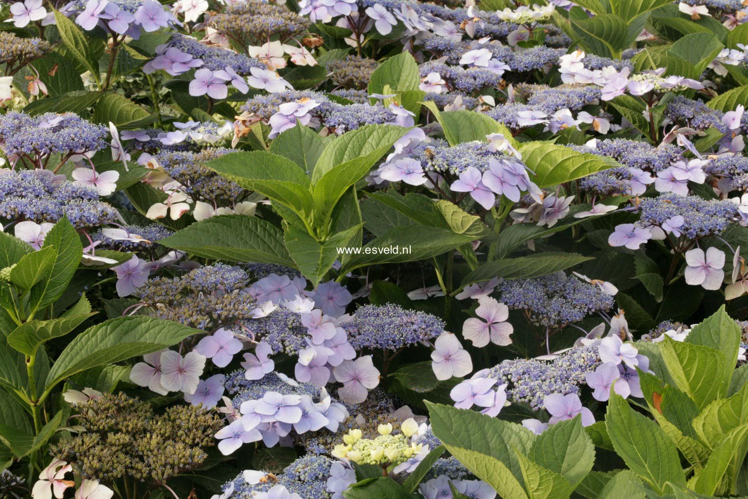 Hydrangea macrophylla 'Hortulanus H. Witte'
