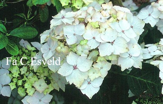 Hydrangea macrophylla 'Hugh'