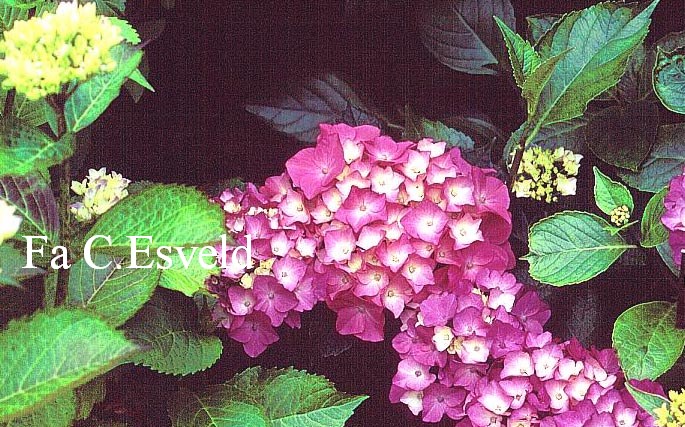 Hydrangea macrophylla 'Intermezzo'