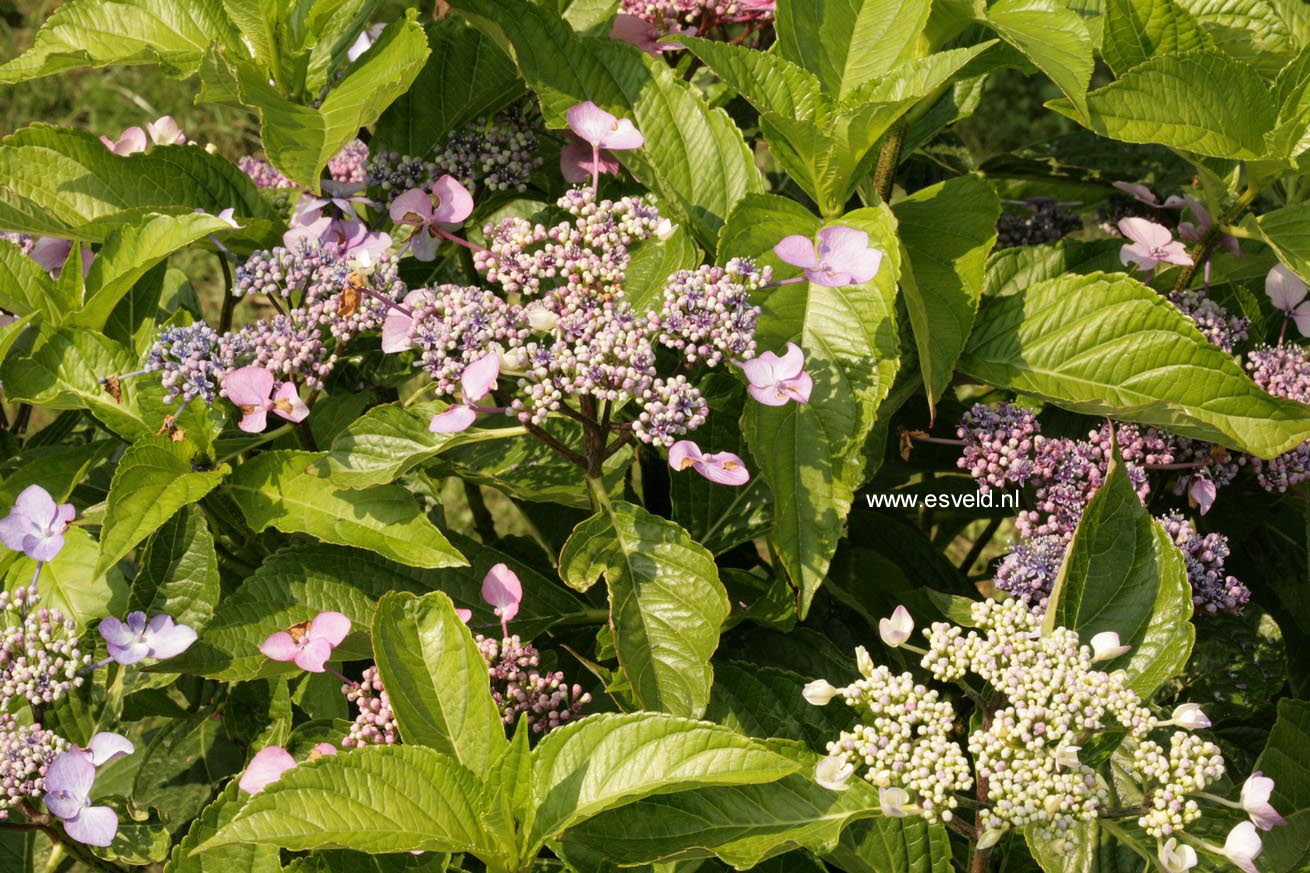 Hydrangea macrophylla 'Ito shiofuki kaigan shibori'