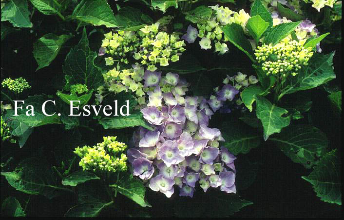 Hydrangea macrophylla 'Jeannepencher'