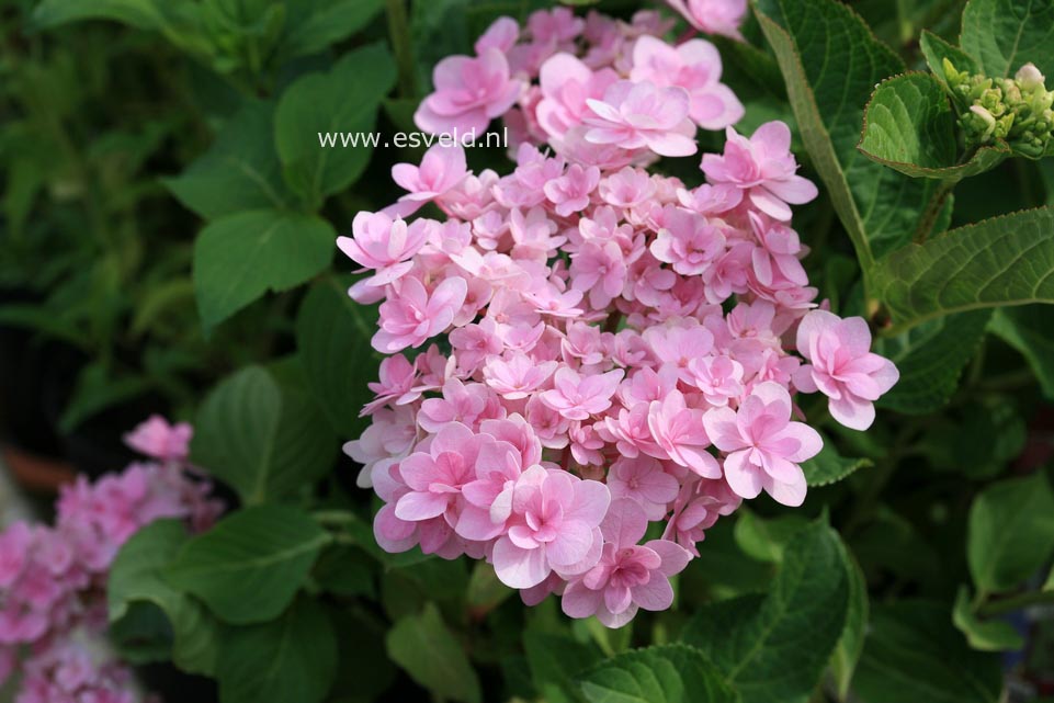 Hydrangea macrophylla 'Jomari' (FIREWORKS JOMARI)