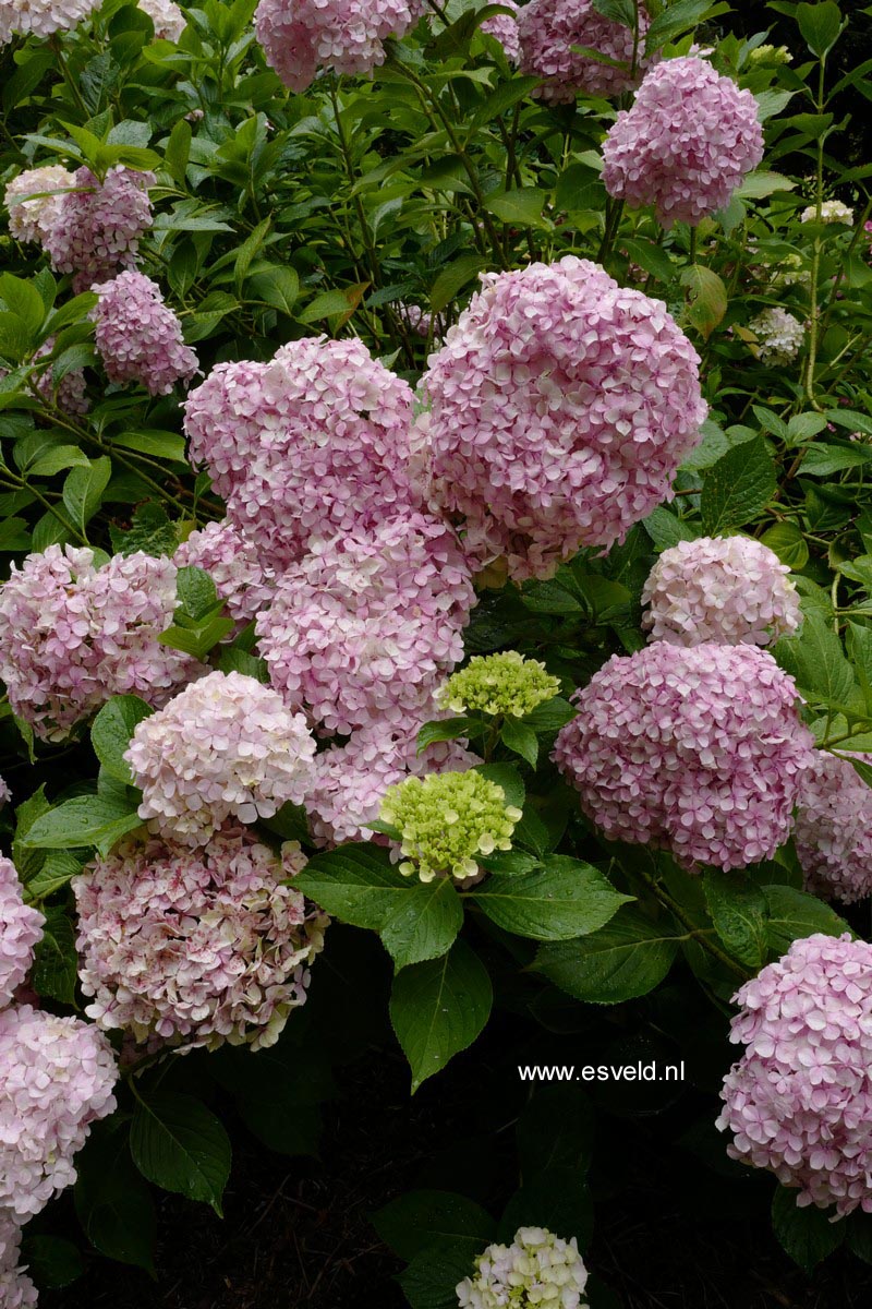 Hydrangea macrophylla 'Joseph Banks'