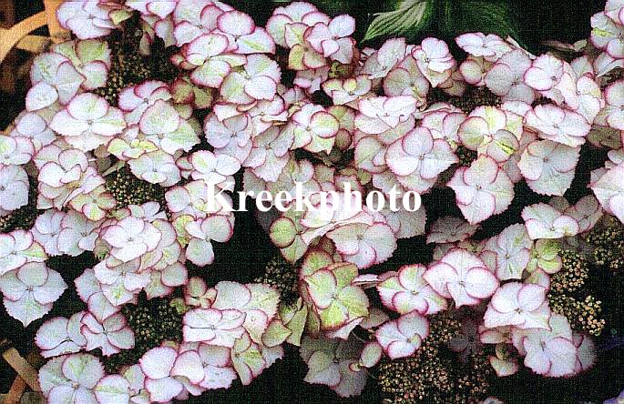 Hydrangea macrophylla 'Jungfrau Picoty'