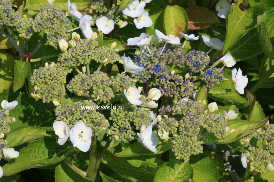 Hydrangea macrophylla 'Kay Leslie'