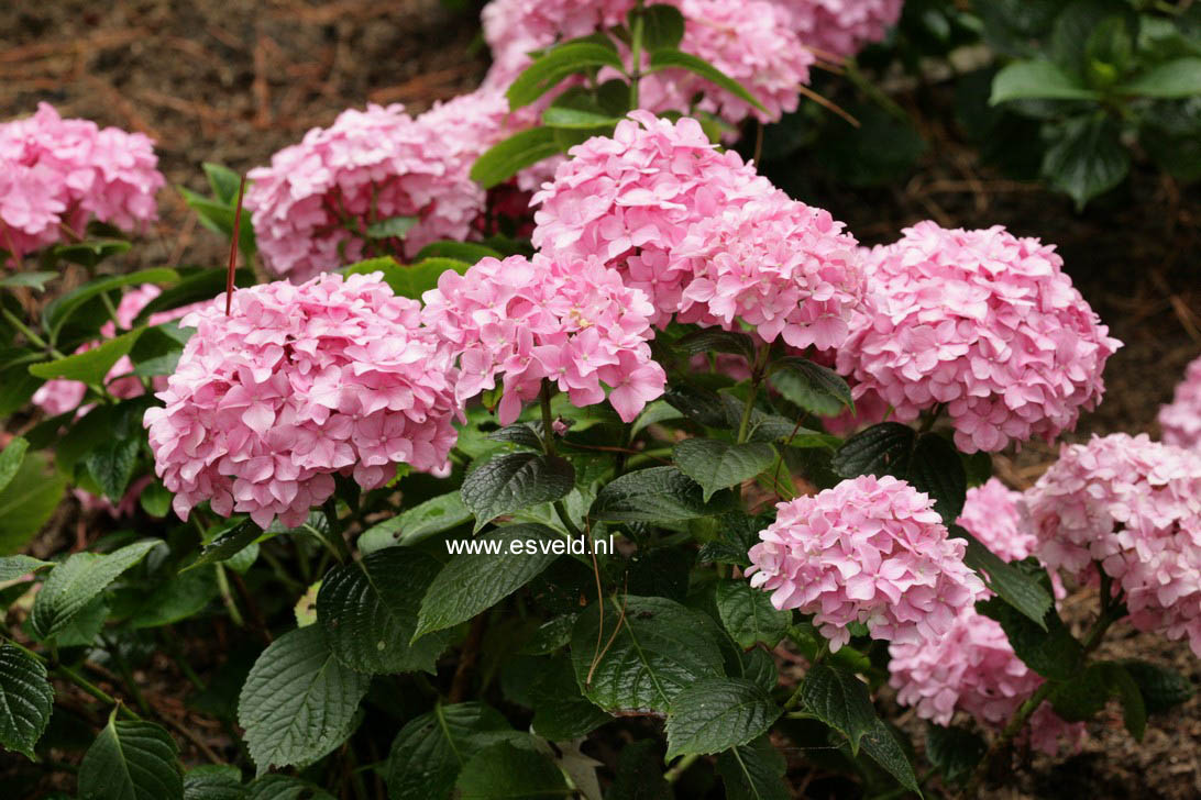 Hydrangea macrophylla 'King George V'