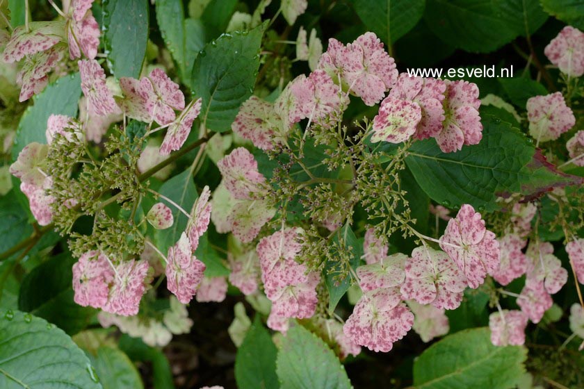 Hydrangea macrophylla 'Klaveren'