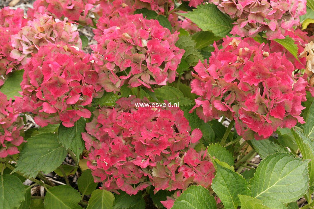 Hydrangea macrophylla 'Kluis Superba'