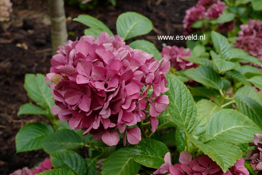 Hydrangea macrophylla 'Koenigstein'