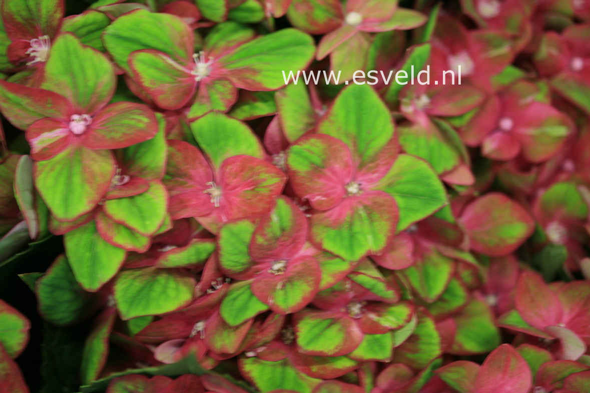 Hydrangea macrophylla 'Kolmagics' (MAGICAL SUNFIELDS)