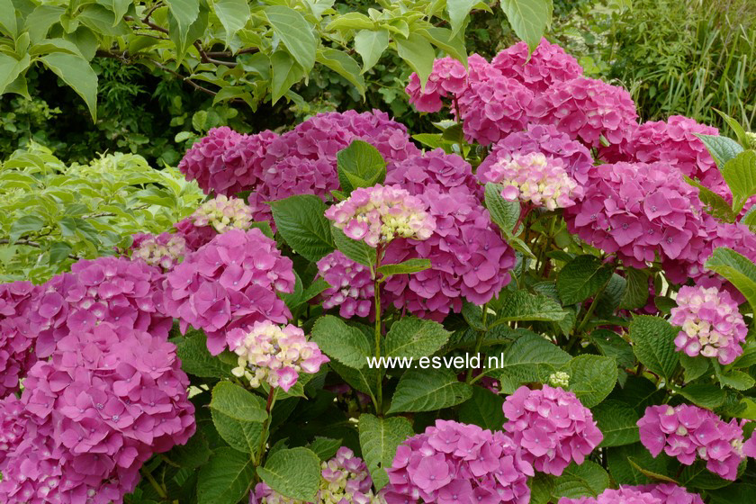 Hydrangea macrophylla 'Kolmasa' (MAGICAL SAPPHIRE)
