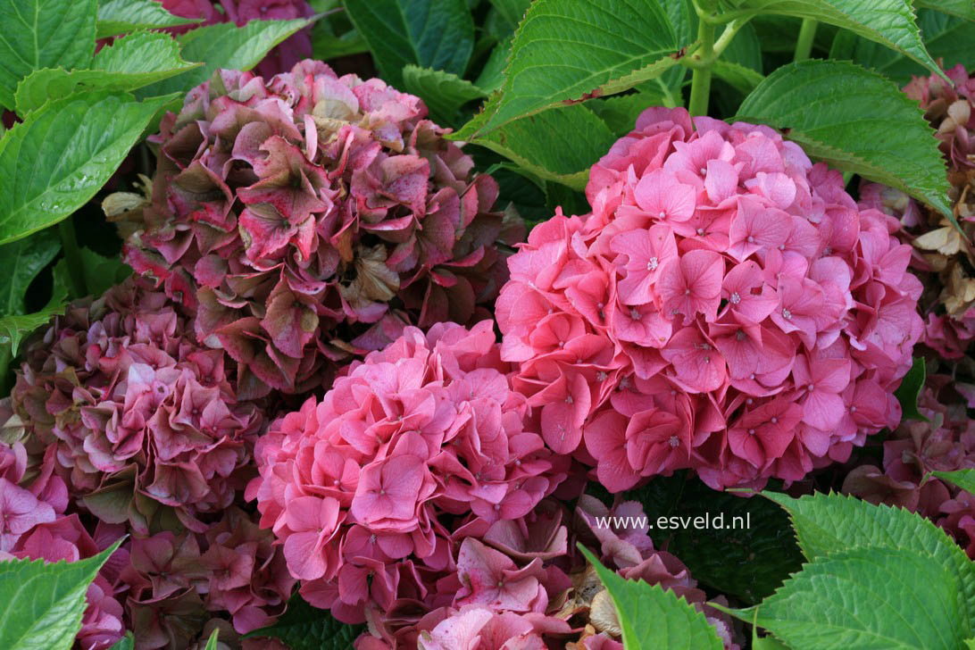 Hydrangea macrophylla 'Kolmgarip' (MAGICAL GARNET)