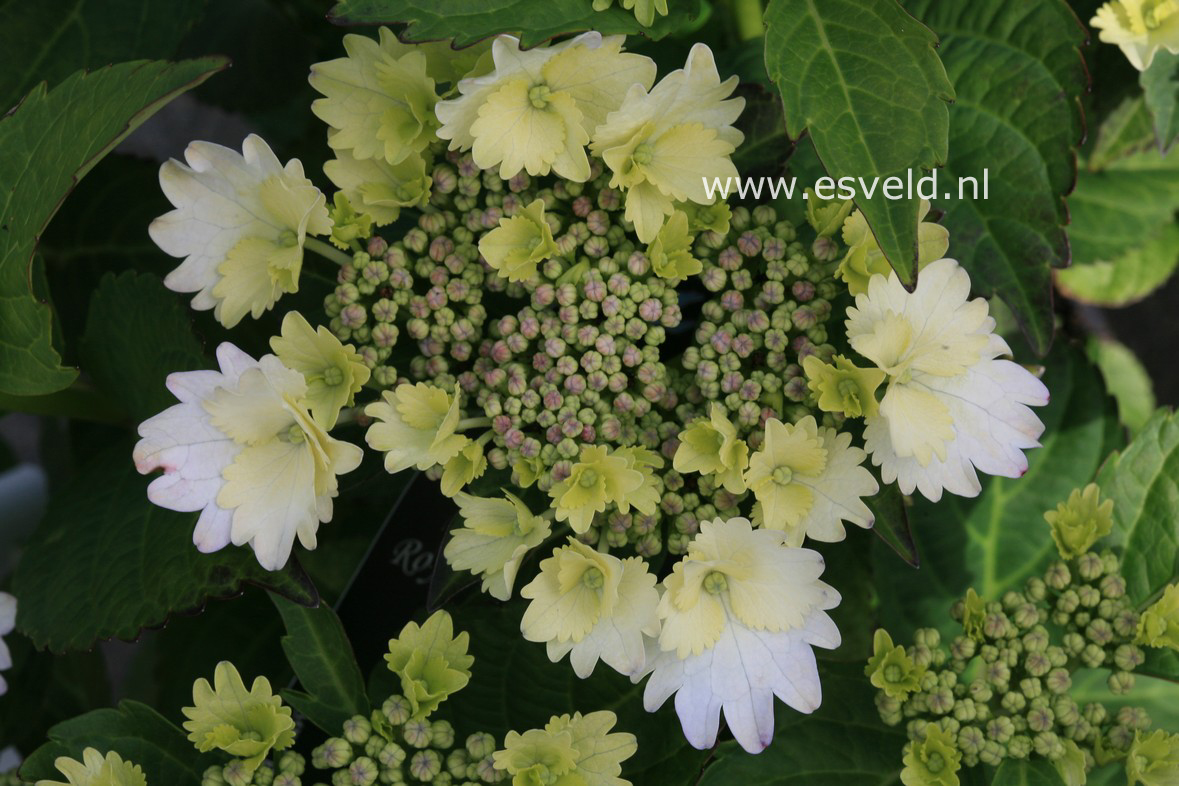 Hydrangea macrophylla 'Koria'