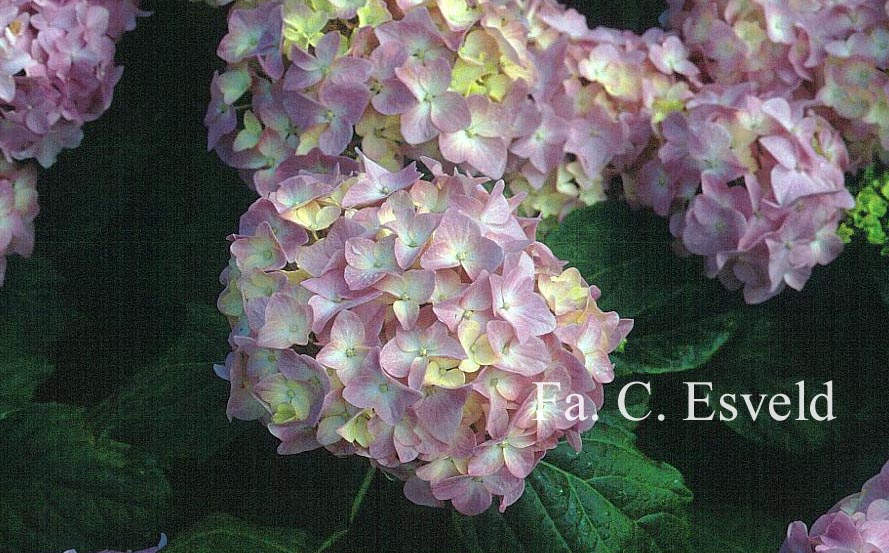 Hydrangea macrophylla 'La France'