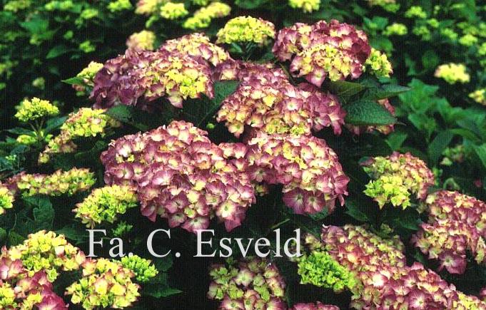 Hydrangea macrophylla 'La Lande'