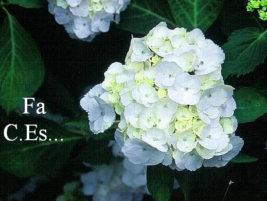 Hydrangea macrophylla 'Le Reich'