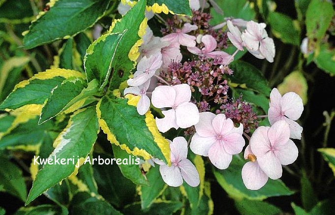 Hydrangea macrophylla 'Lemon Wave'