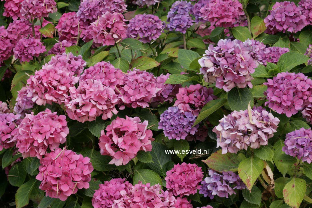 Hydrangea macrophylla 'Leopold III'