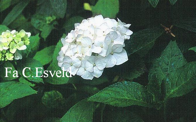 Hydrangea macrophylla 'Louis Mouilliere'