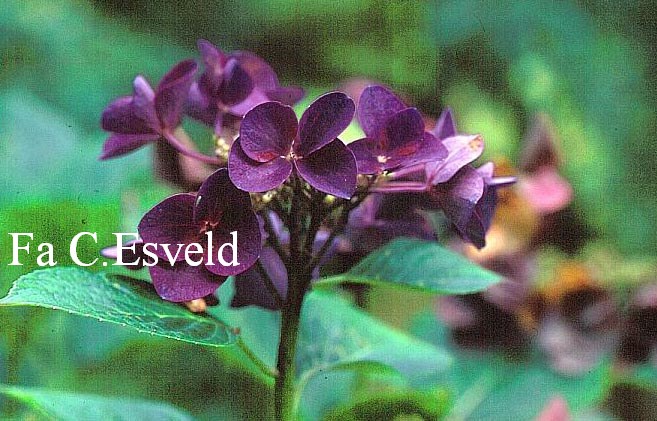 Hydrangea macrophylla 'Lucky Vasterival'