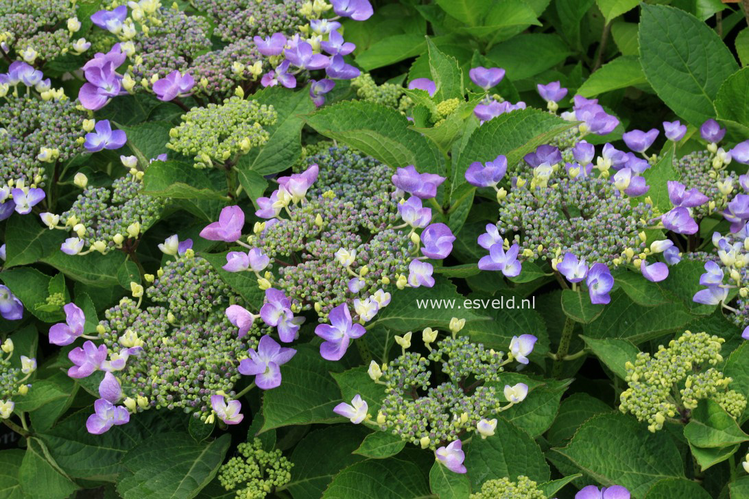 Hydrangea macrophylla 'Lutin'