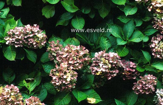 Hydrangea macrophylla 'Madame A. Riverain'