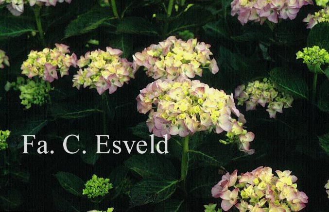 Hydrangea macrophylla 'Madame Plumecoq'