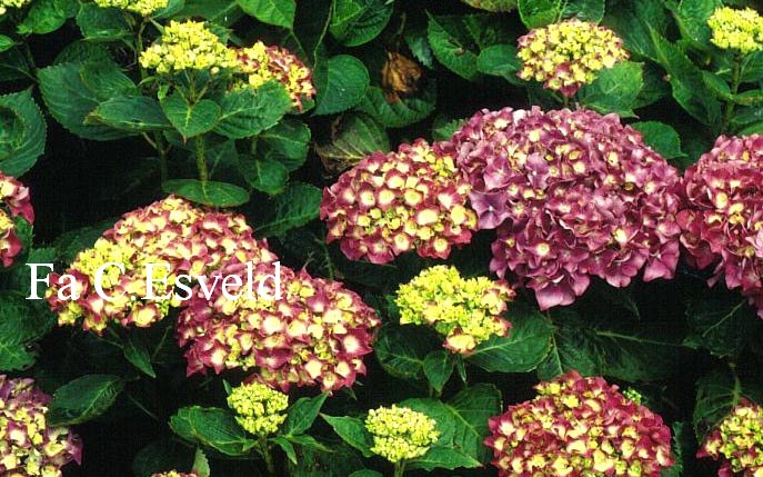 Hydrangea macrophylla 'Magicien'