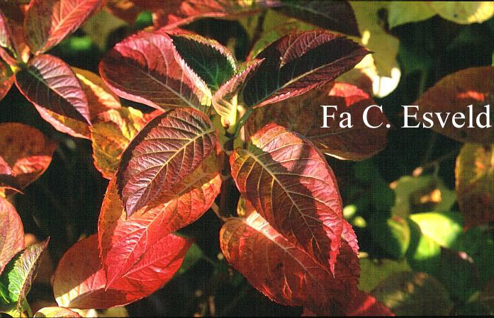 Hydrangea macrophylla 'Marathon' (12662)