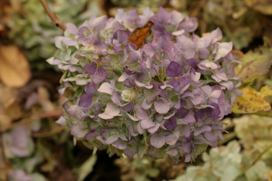 Hydrangea macrophylla 'Marechal Foch'