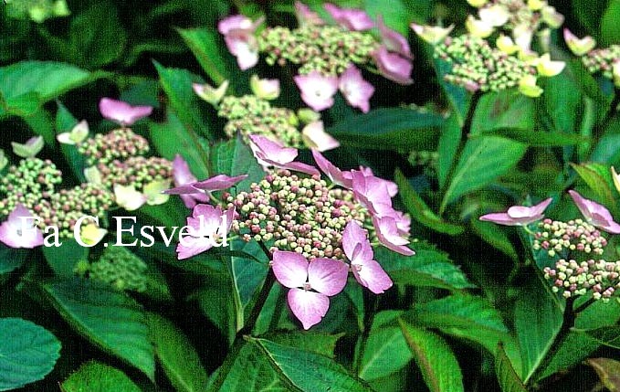 Hydrangea macrophylla 'Mariesii'