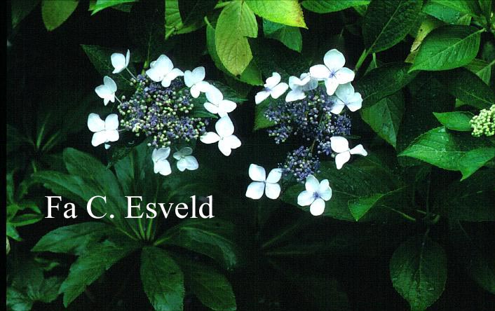 Hydrangea macrophylla 'Maritima'