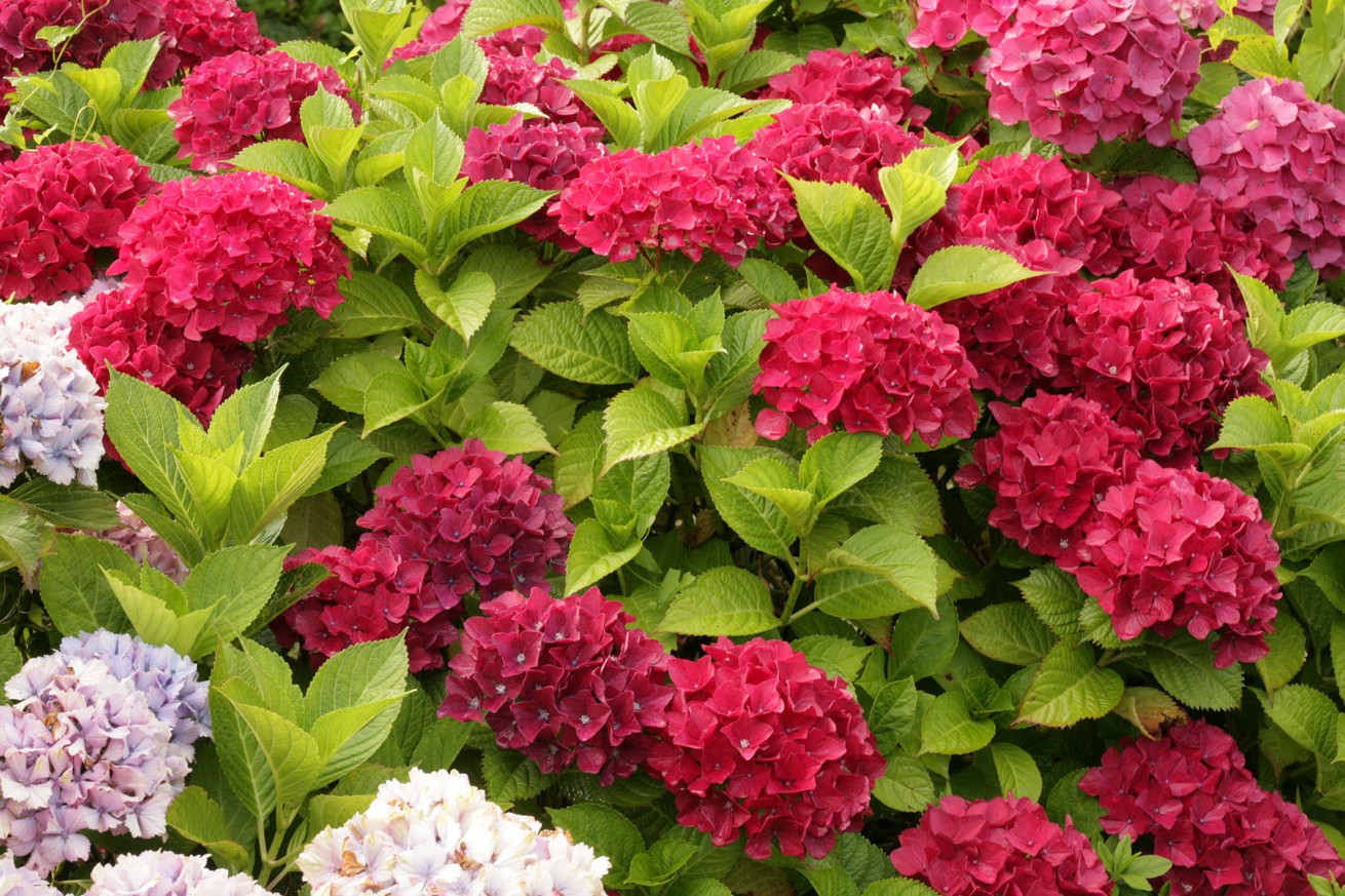 Hydrangea macrophylla 'Mascotte'