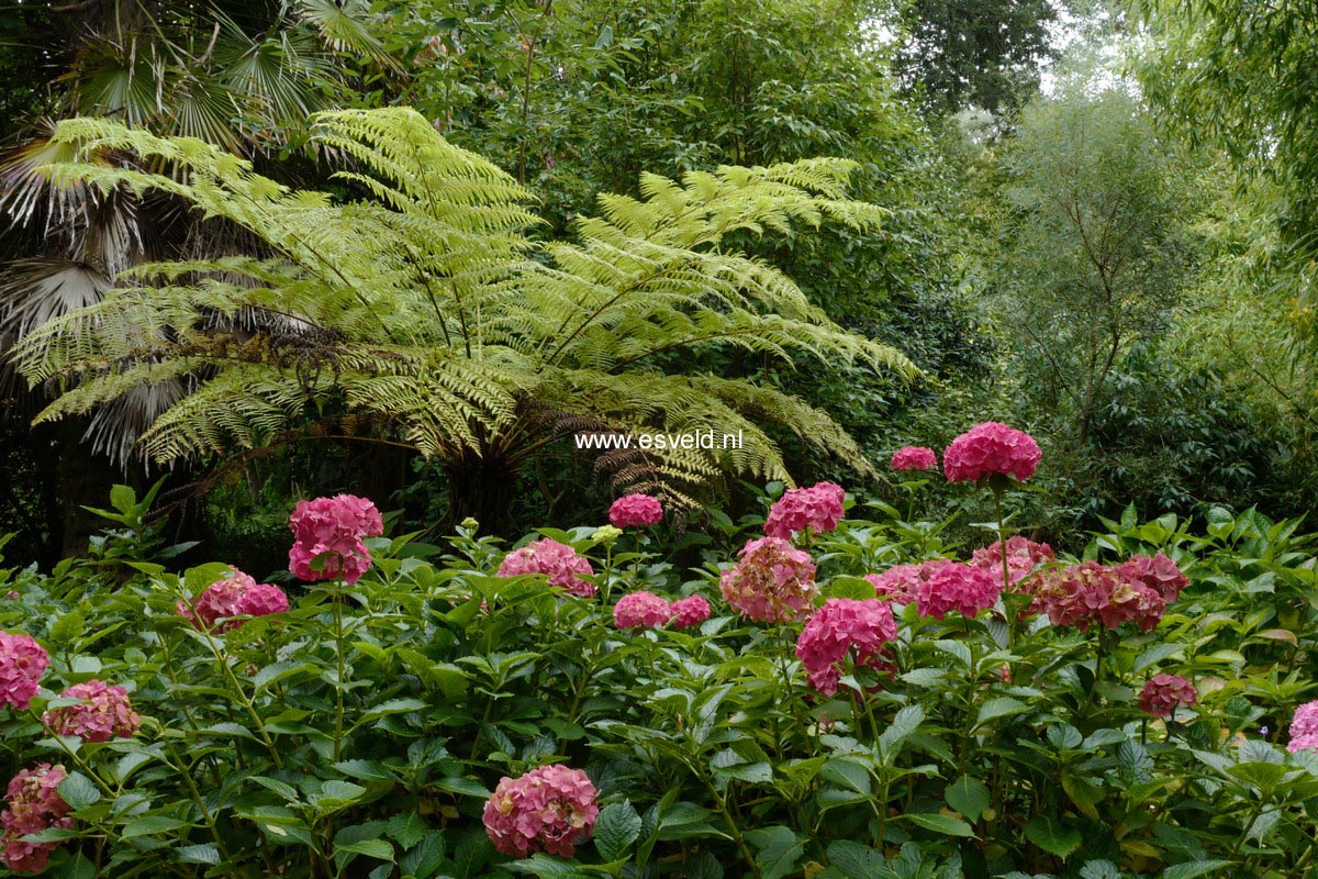 Hydrangea macrophylla 'Masja'
