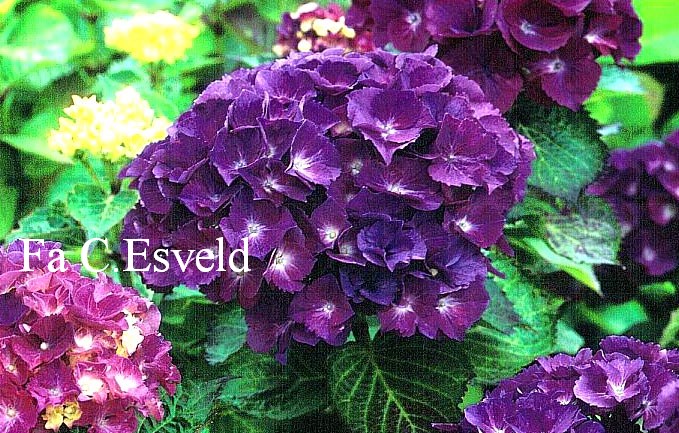 Hydrangea macrophylla 'Merrit's Supreme'