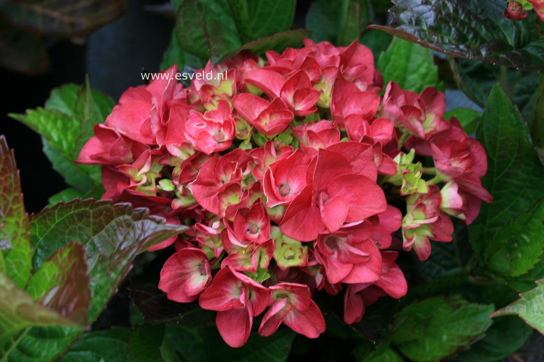 Hydrangea macrophylla 'Merveille Sanguine'