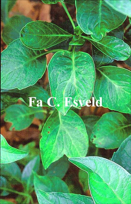 Hydrangea macrophylla 'Mikamba'